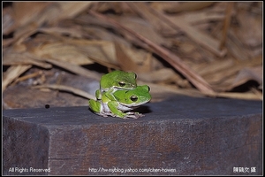 諸羅樹蛙夫妻檔-3 (Rhacophorus arvalis)