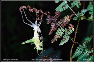 螽斯褪殼_03