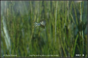 轉頭的公斑馬魚 Male Zebrafish-01