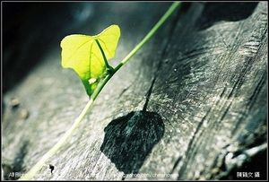 藤葉的光與影的表現