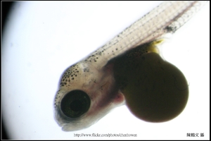 帶有卵黃囊的吳郭魚稚魚_稍高倍數_01