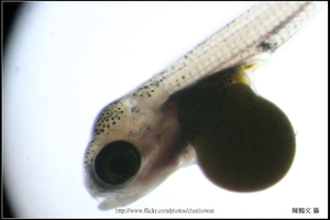 帶有卵黃囊的吳郭魚稚魚_稍高倍數_02