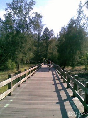 台東森林公園獨木橋
