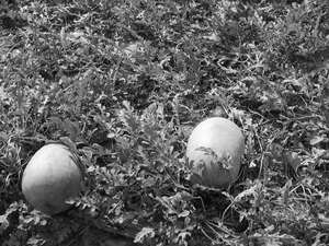 路邊的西瓜田-1