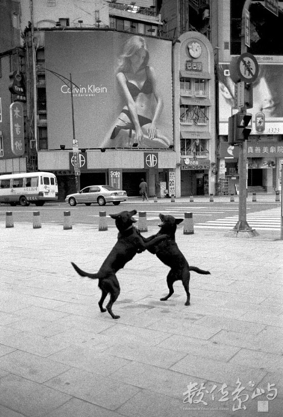The Playing Dogs．台北市萬華區成都路 (2006) 李堃垚