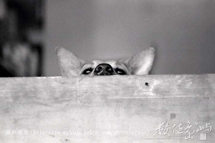 猶抱疑慮半遮臉．台北市萬華區環河南路 (2006) 李堃垚