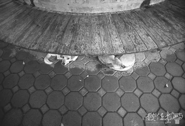 逆來順受．新竹縣北埔鎮秀巒山 (2005) 李堃垚