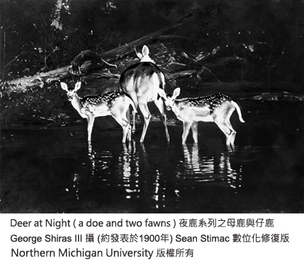Deer at Night / 夜鹿系列之母鹿與仔鹿 (約發表於1900年)  by George Shiras III , Sean Stimac 數位修復