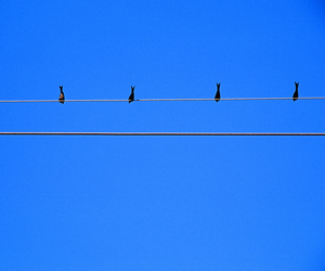 張文瀚 	 THE BIRDS ON A LINE