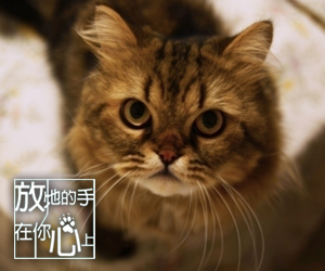 參與作品總動員