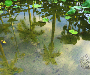 【徵件活動】檳榔寫真─參與作品