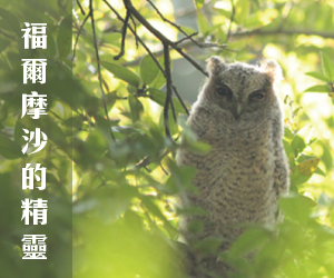 福爾摩沙的精靈：黃仕傑X陳偉賢X游日新 | 生態攝影聯展