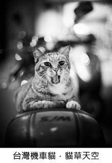 台灣機車貓 - 貓草天空