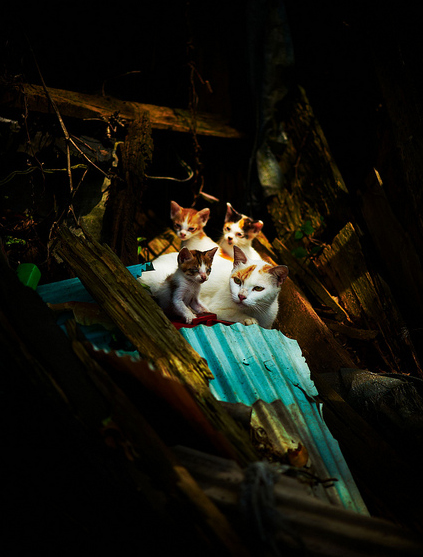 殘酷世界下的貓．台北縣 (2010/06/27) 貓草天空