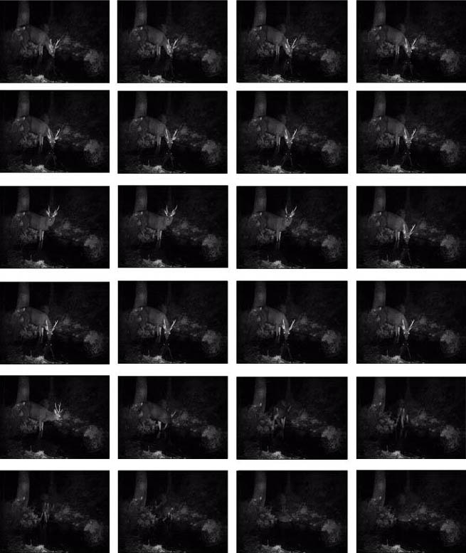 硬角成鹿夜間打滾．逐格靜照 ．高雄縣桃源鄉 (2007/09/29) 林宗以