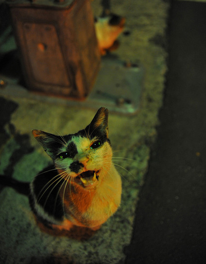 討食的小貓．台北市中正區 (2010/03/12) 貓草天空